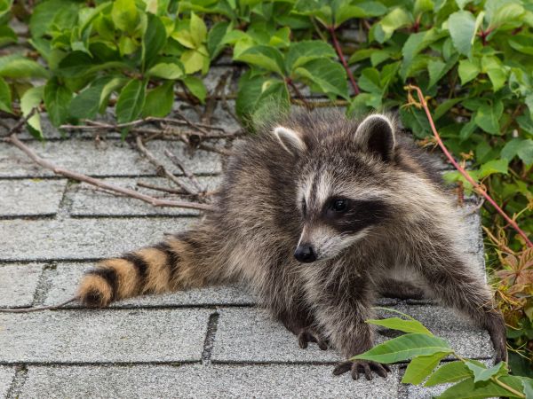 San Antonio Wildlife Removal