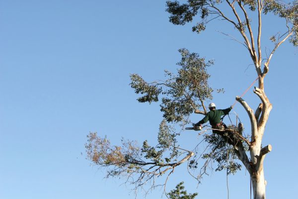 San Antonio Tree Trimming
